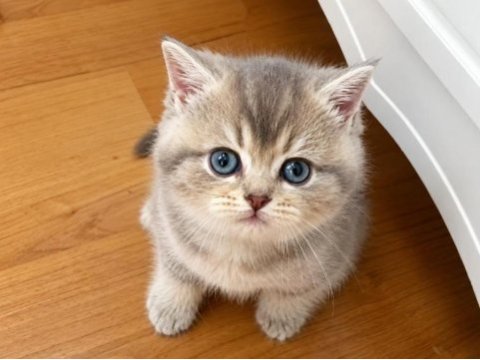 British blue golden