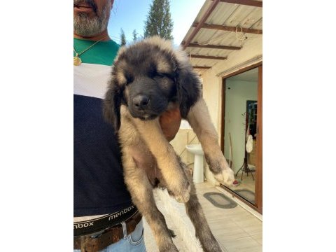 Üst düzey kaliteli karabaş yavruları 2dişi