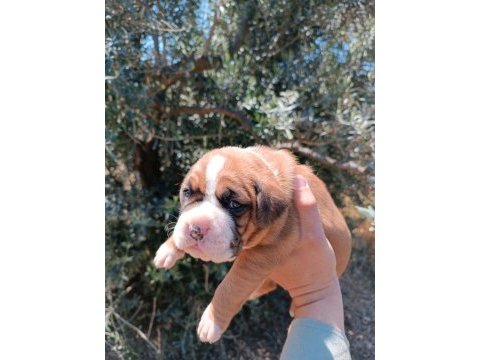 Orijinal boxer yavruları