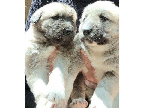 Safkan kangal yavrular