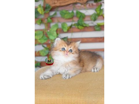 British longhair erkek kedimiz