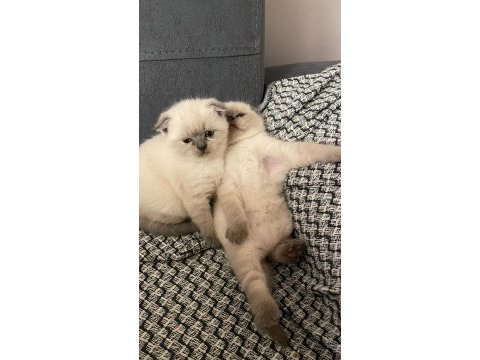 Safkan scottish fold