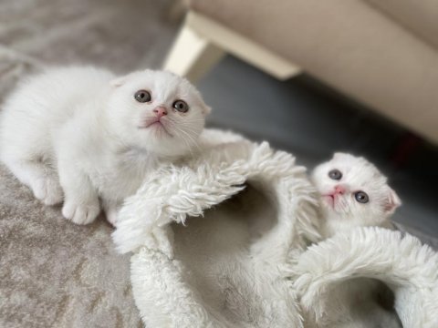Scottish fold kediler