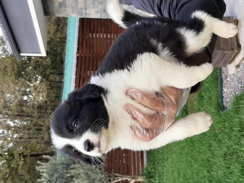 Ruhsatli çiflikten border collie yavruları