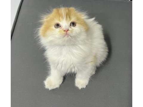 Saf ukrayna menşei scottish fold