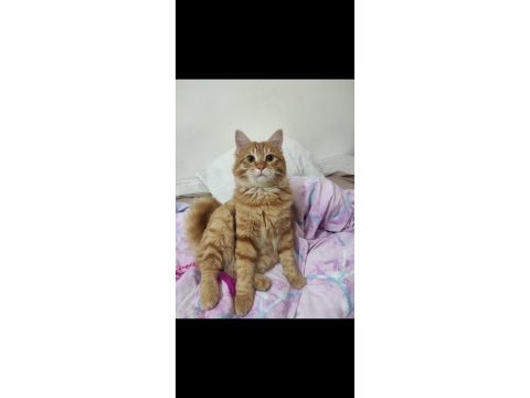 Kedimi üzülerek sahiplendiriyorum