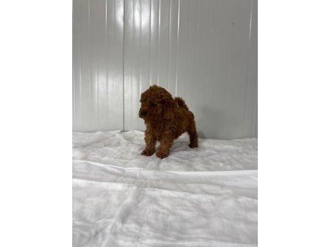 Dişi toy poodle minik güzellik