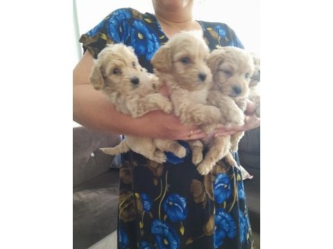 Maltipoo 0 numara köpekler