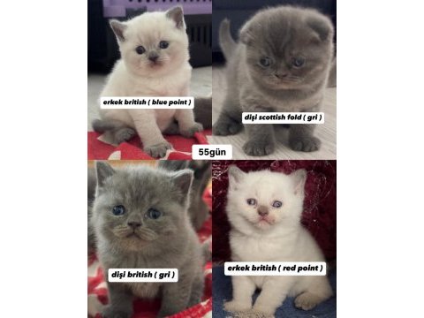 Scottish fold ve british shorthair