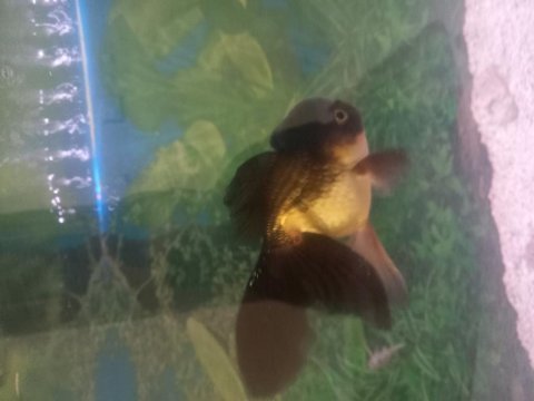 Oranda aslanbaş