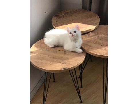 Yavru british shorthair kuyruksuz aşıları tam