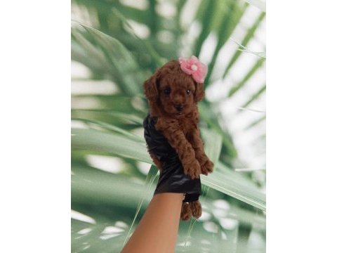 Büyümeyecek gerçek toy poodle