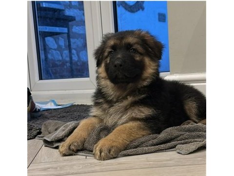Evinizin yeni üyesi alman kurdu kapıda ödeme vardır