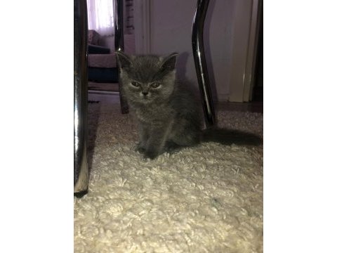 British shorthair iki aylık kediler