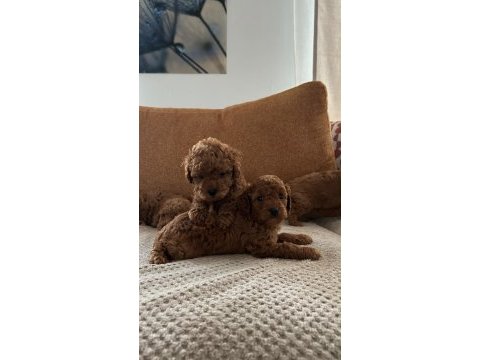 Tecap poodle yavruları