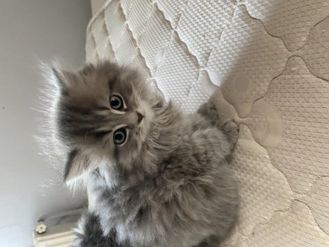 2.5 aylık british longhair yavrularımız