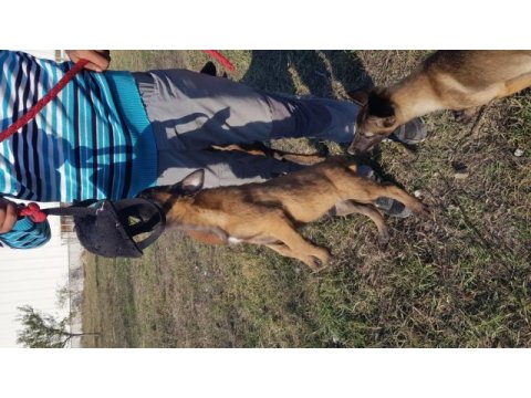 Malinois yavrularımız safkan