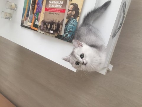 Evden show kalite british shorthair yavrular