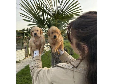 Çok şeker golden retriever yavrular