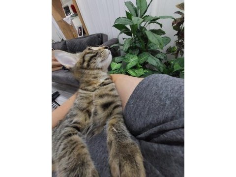 Tekir 2 aylık kedimiz