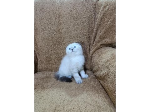 Scottish fold shorthair lynx point oğlumuz