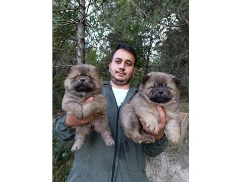 Teslime hazır çin aslanı yavrularımız