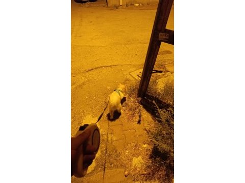 8 aylık pomeranian spitz