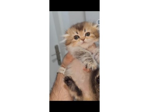 Scottish fold kedisi