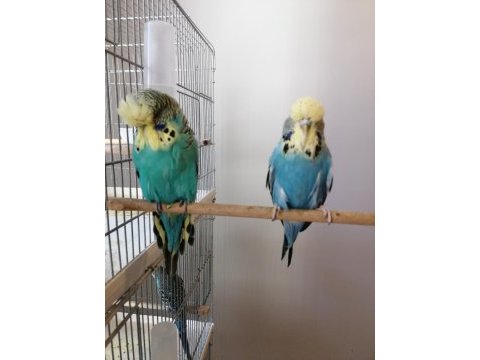 Üst vasıf show jumbo takım muhabbet kuşu