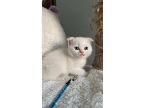 İyi huylu scottish fold
