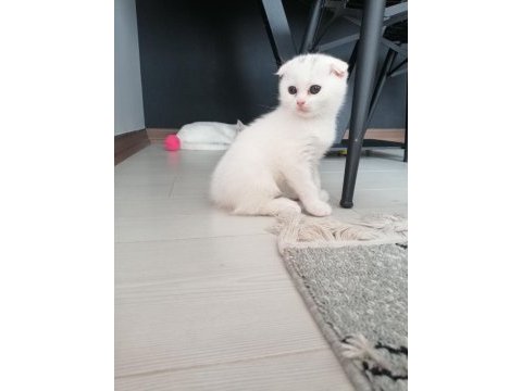 Scottish fold maviş dişi yavru
