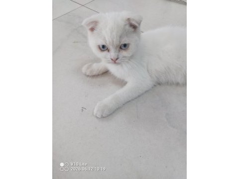 Güzel bir kız scottish fold