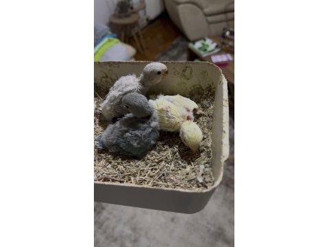 Yavru sevda papağanları