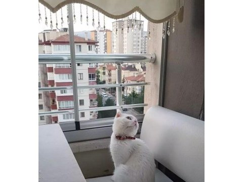 Scottish fold erkek cins kedimiz