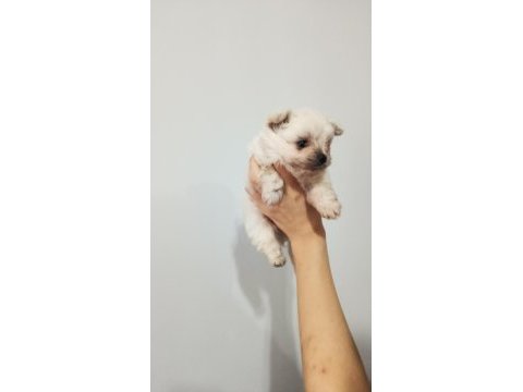 Orjinal maltese terrier bebekler