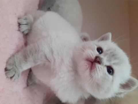 Ayı surat british shorthair yavrular
