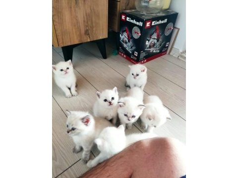 British shorthair 50 günlük yavrulara yeni yuva arıyoruz