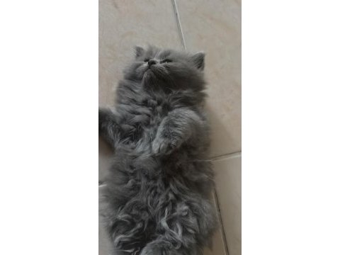 2.5 aylık british longhair yavrularımız