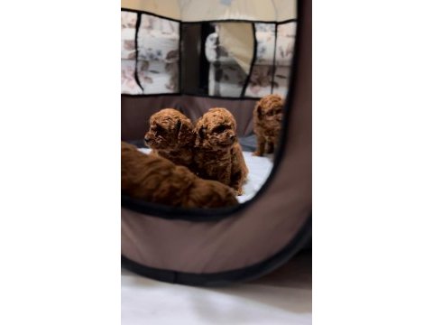 Toy poodle yavrular