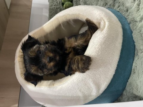 Teacup yakışıklısı yorkshire terrier leo