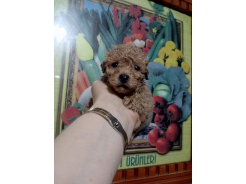 Toy poodle yavrular