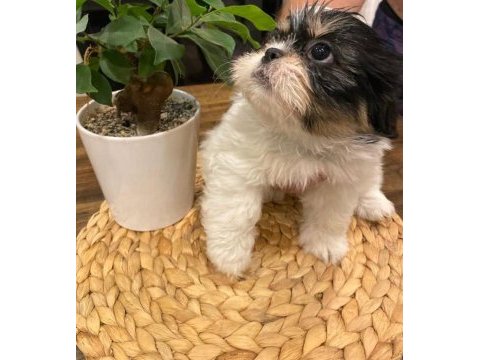 2.5 aylık shih tzu tuvalet eğitimi var erkek