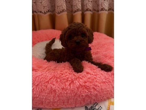 Teacup red brown yavrular en iyisini isteyenlere