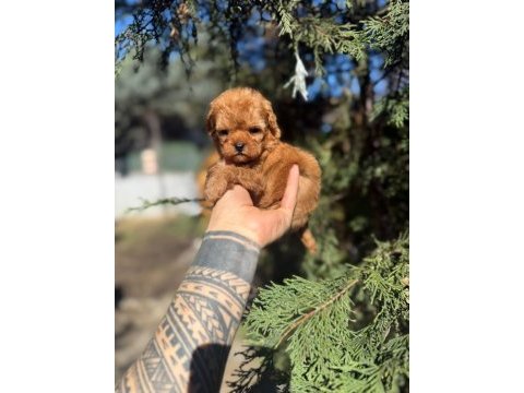 Poodle ırkının en iyilerini isteyenlere