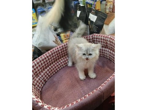 Yavru british longhair