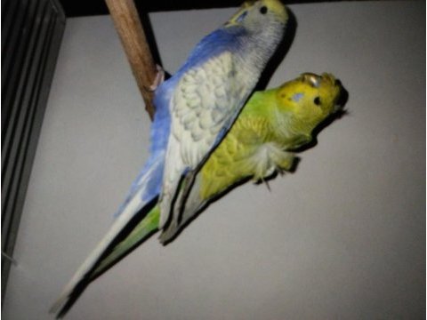 Yerli ve japones çift muhabbet kuşu