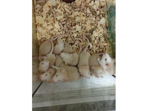 Rat bebekler