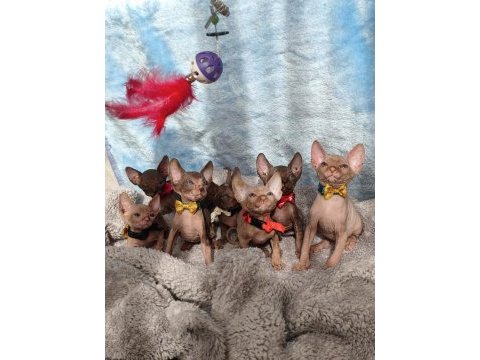 Naked beauty sphynx kedisi