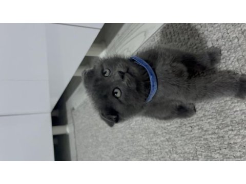 Scottish fold 2aylık