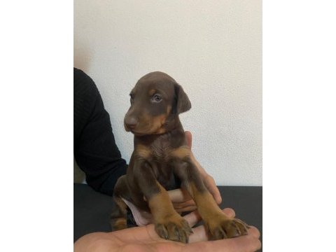 A kalite doberman yavrularımız ırk-sağlık garantilidir